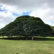マウト