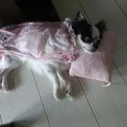 ナッツボーンの画像