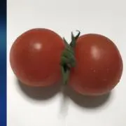こなさひの画像