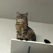 あびーの画像
