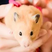 ななな