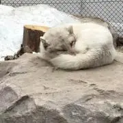 パプ
