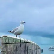 sasa