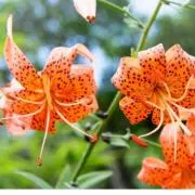 お花好きの画像