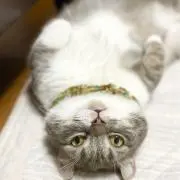 キンカロ