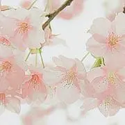 さくら