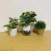 Haru【プロフ必読お願いいたします】の画像