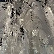 fippyの画像