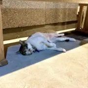 ぷぐしばの画像