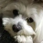 nicoの画像