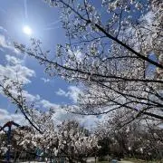 るるの画像