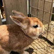 もも