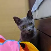 だい