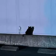 ビートたかし