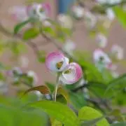 sesaminの画像