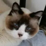 かこ