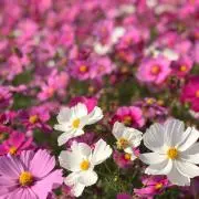 sakusakusakuraの画像