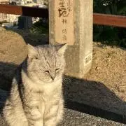 さるの画像