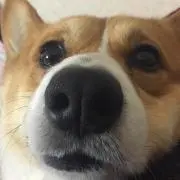 プチです。
