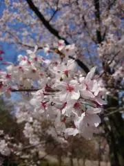 hanamama*プロフ確認*の画像