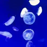 けめたろの画像