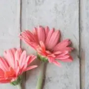 ntjp✨ 値下げ依頼歓迎の画像