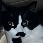 タニの画像