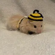 ぽんず