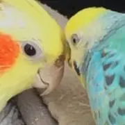 ピコの画像