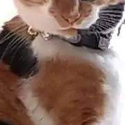 コロン