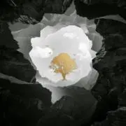 moの画像