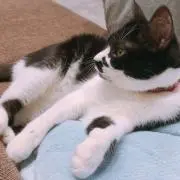 トミー