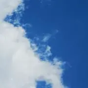 シャインマスカットの画像