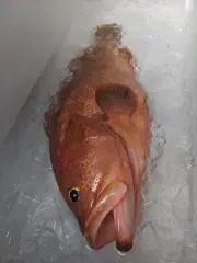 右投げ右巻きの画像