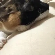 アイス愛好家の画像