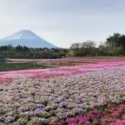 へむたの画像