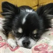 りんペコ