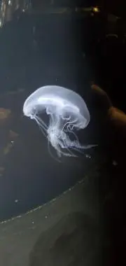 ムッシュの画像
