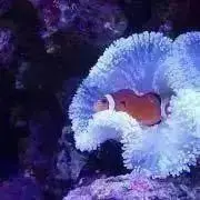 カクレの画像