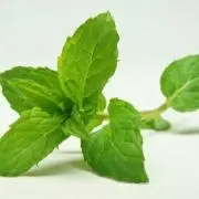 minty