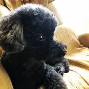 かおはなの画像