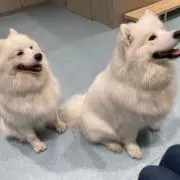 はまぐり