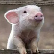 ぽこ