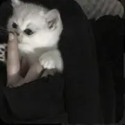 くろねこの画像