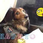 ココ