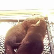 うずら
