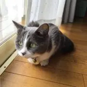 rrttの画像