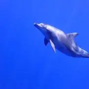 moanaの画像