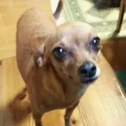 ひふみの画像
