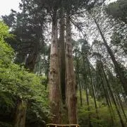ゴマアザラシの画像